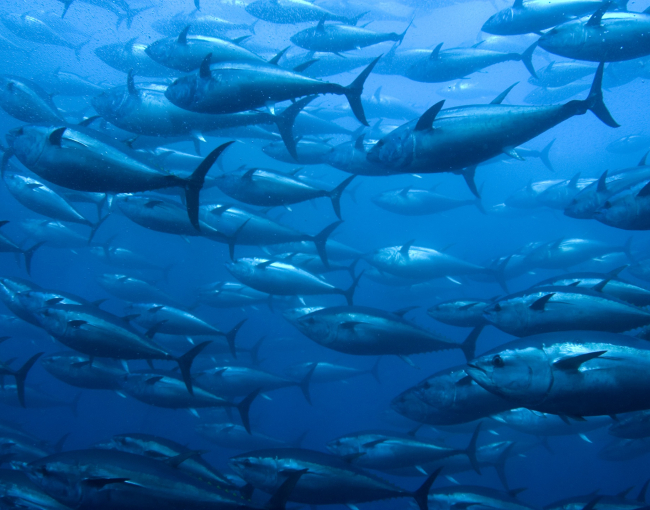 La tonyina vermella és un depredador oportunista i flexible que s'adapta bé als canvis / iStock.