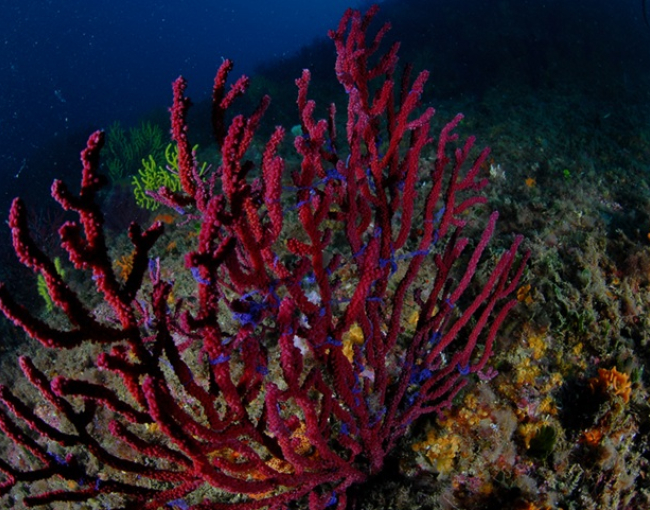 La reproducció sexual de la gorgònia vermella té lloc a la primavera, quan les colònies alliberen els gàmetes sexuals / Josep Clotas.