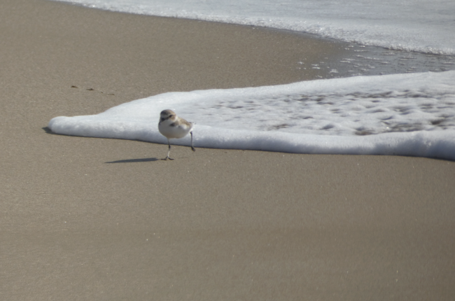 BioPlatgesMet és una de les iniciatives del projecte europeu GUARDEN (programa Horizon Europe) en l’àmbit de l’àrea metropolitana de Barcelona, amb la participació de l’AMB / © mediambient_ajelprat - Plataforma MINKA.