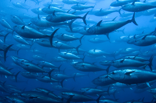 La tonyina vermella és un depredador oportunista i flexible que s'adapta bé als canvis / iStock.