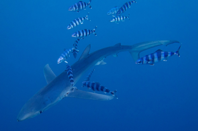 Canvis en la productivitat deguts al canvi climàtic o la pressió pesquera podrien acabar modificant les relacions tròfiques / David Jara.