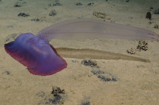 Els paisatges abissals, situats entre els 3.000 i els 6.000 metres de profunditat, ocupen més d’un 50% de la superfície de la Terra / ICM-CSIC.