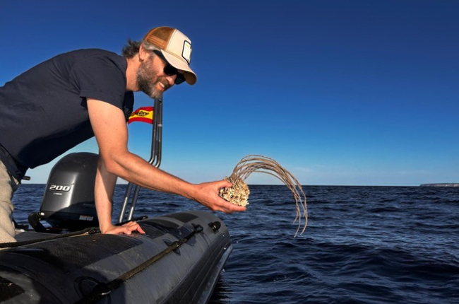 Entre els principals èxits del projecte hi ha la reintroducció de més de 800 gorgònies, més de 1.000 feixos de Posidonia oceanica i al voltant de 1.700 suports de laminàries / CABALGA.