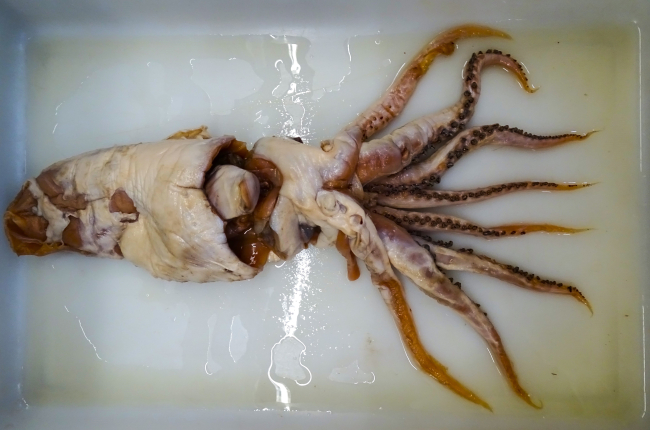 L’exemplar original en què s’ha basat la descripció actual es va extreure del contingut estomacal d’un catxalot fa ara 70 anys / Fernando Ángel Fernández-Álvarez.