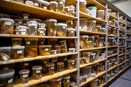 Marine Biological Reference Collections